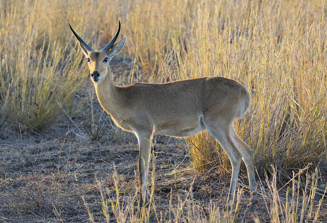 Großriedbock (Redunca arundinum) Gorongosa-Nationalpark, Mosambik