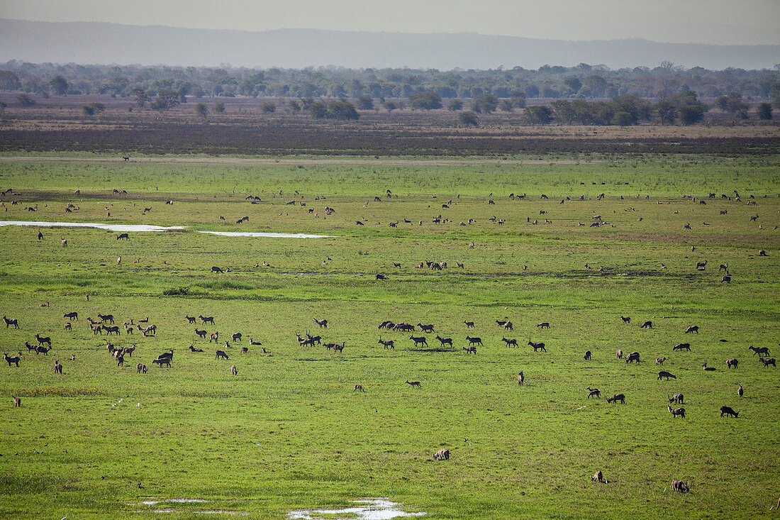 Herde von Wasserböcken (Kobus ellipsiprymnus), Gorongosa-Nationalpark, Mosambik