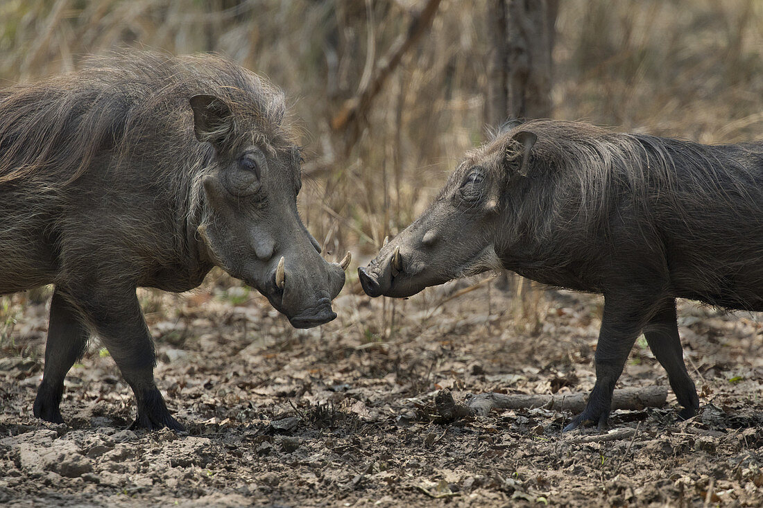 Warzenschweine (Phacochoerus africanus), Gorongosa-Nationalpark, Mosambik