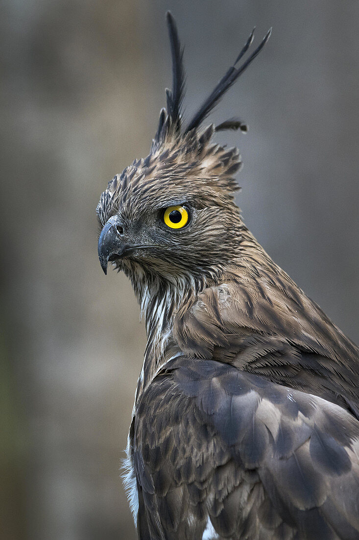 Changeable hawk-eagle or crested hawk-eagle (Nisaetus cirrhatus) was taken in Nagzira Sanctuary, Nagpur, Maharashtra, India