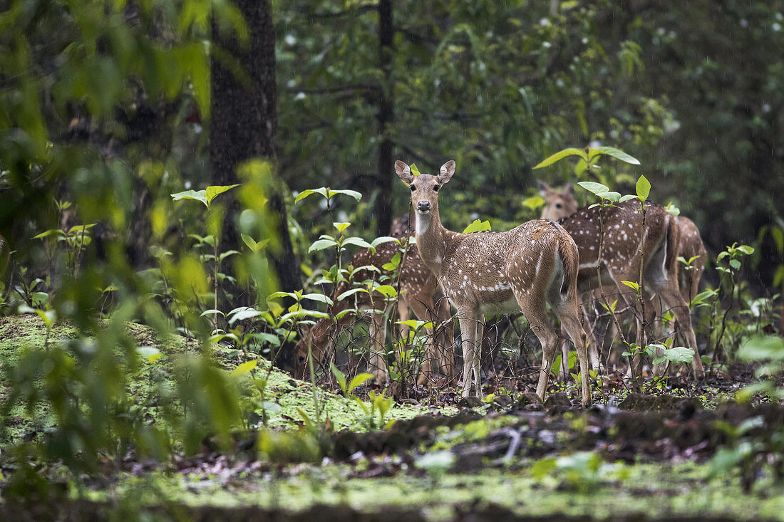 Axishirsch oder Chital (Axis axis) im Regen, Naturschutzgebiet Nagzira, Nagpur, Maharashtra, Indien