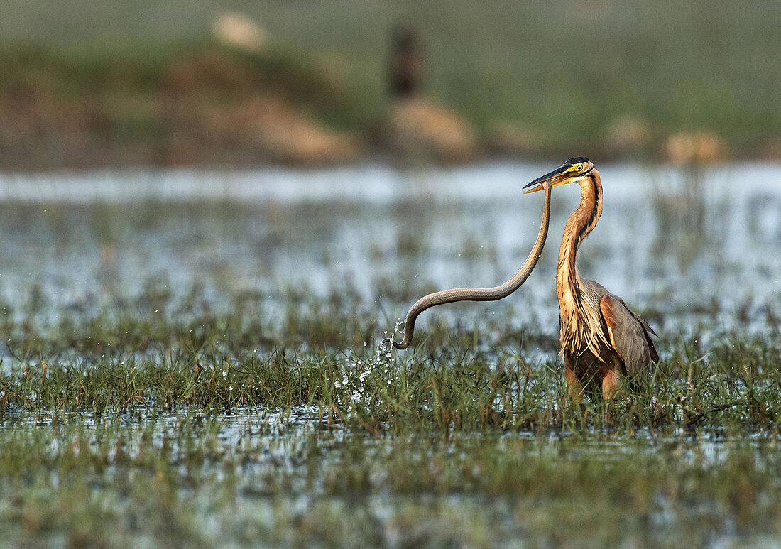 Purple heron (Ardea purpurea) with snake catch in Manglajodi, Odisha, India