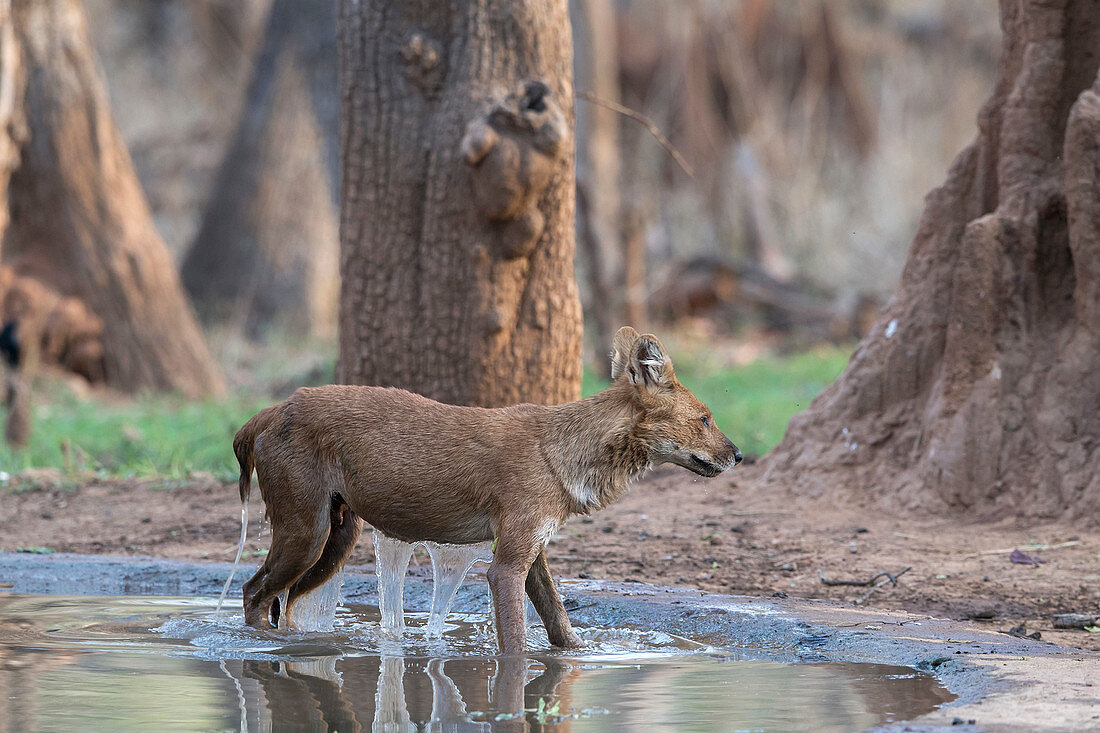 Asiatic wild dog or dhole (Cuon alpinus) was taken in Nagzira Sanctuary, Nagpur, Maharashtra, India