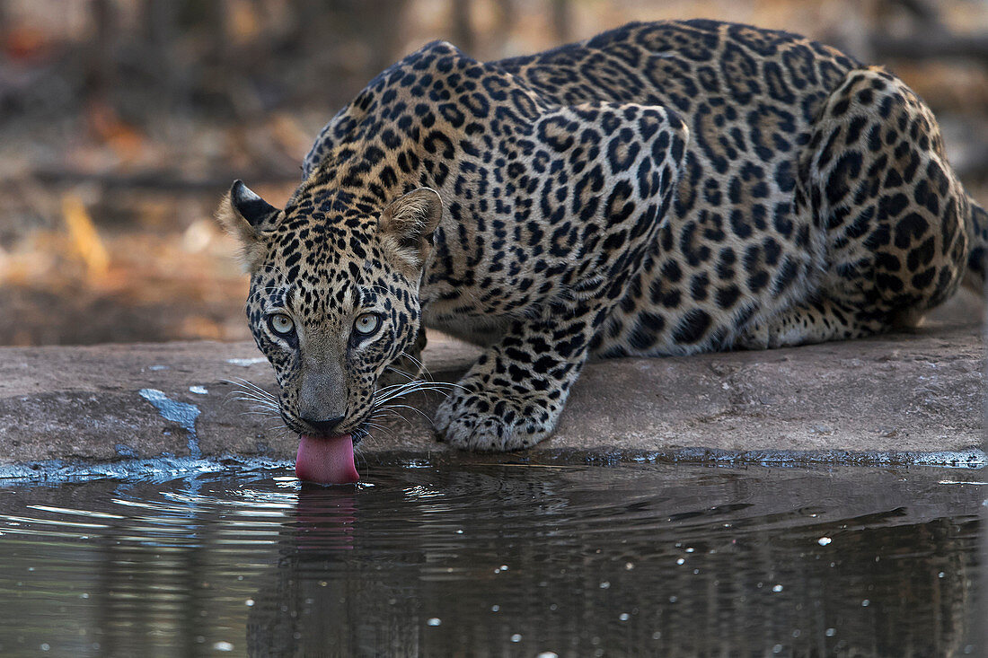 Indian leopard (Panthera pardus fusca) was taken in Nagzira Sanctuary, Nagpur, Maharashtra, India