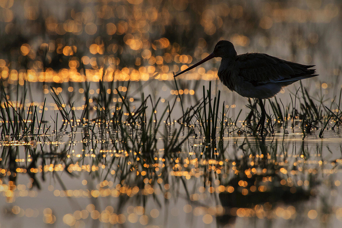 Black-tailed godwit (Limosa limosa) agianst golden light in Manglajodi, Odisha, India