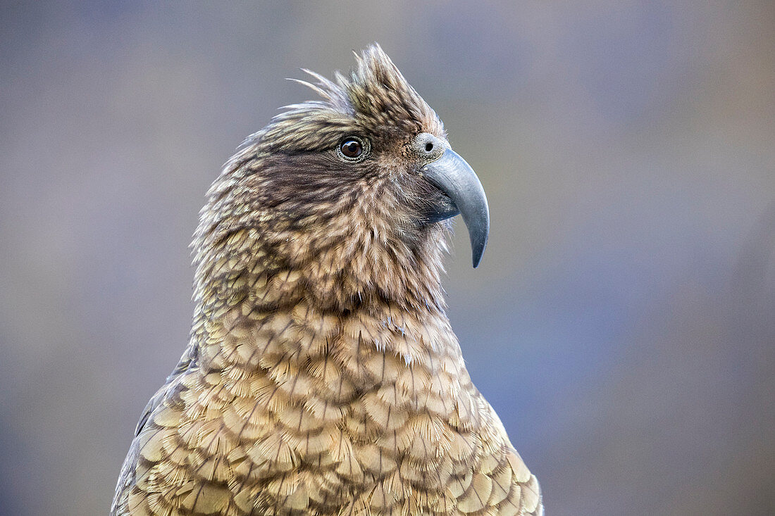Kea \nNestor notabilis\nLarge parrot in the family Nestoridae and found in alpine regions in the South Island of New Zealand.\nThe Kea is the worlds only Alpine parrot.\nThey often frquent car parks where they ae on the lookout for handouts. Feeding Kea's is strictly prohibited.