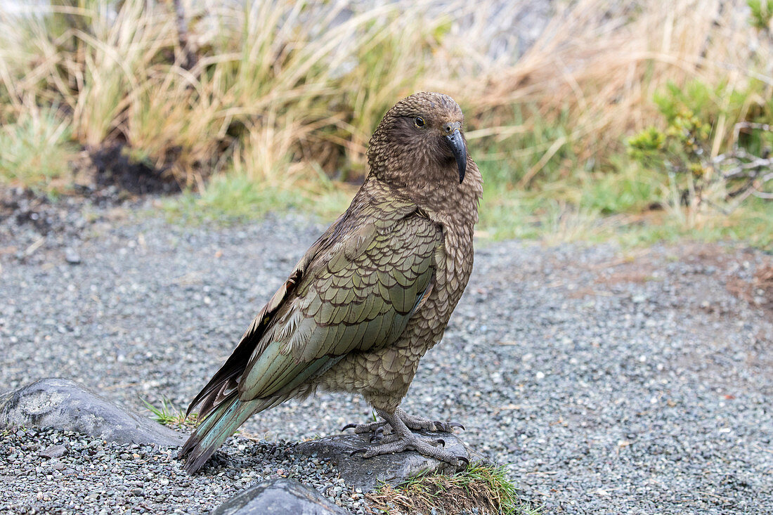 Kea \nNestor notabilis\nLarge parrot in the family Nestoridae and found in alpine regions in the South Island of New Zealand.\nThe Kea is the worlds only Alpine parrot.\nThey often frquent car parks where they ae on the lookout for handouts. Feeding Kea's is strictly prohibited.