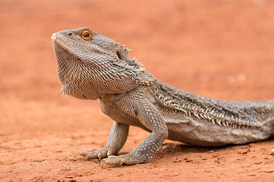 Streifenköpfige Bartagame oder Farbbartagame (Pogona vittticeps)