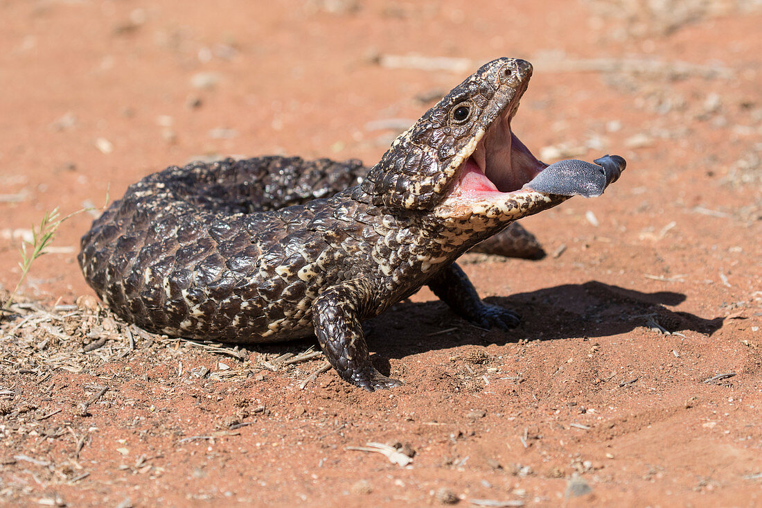 Tannenzapfenechse (Tiliqua rugosa)