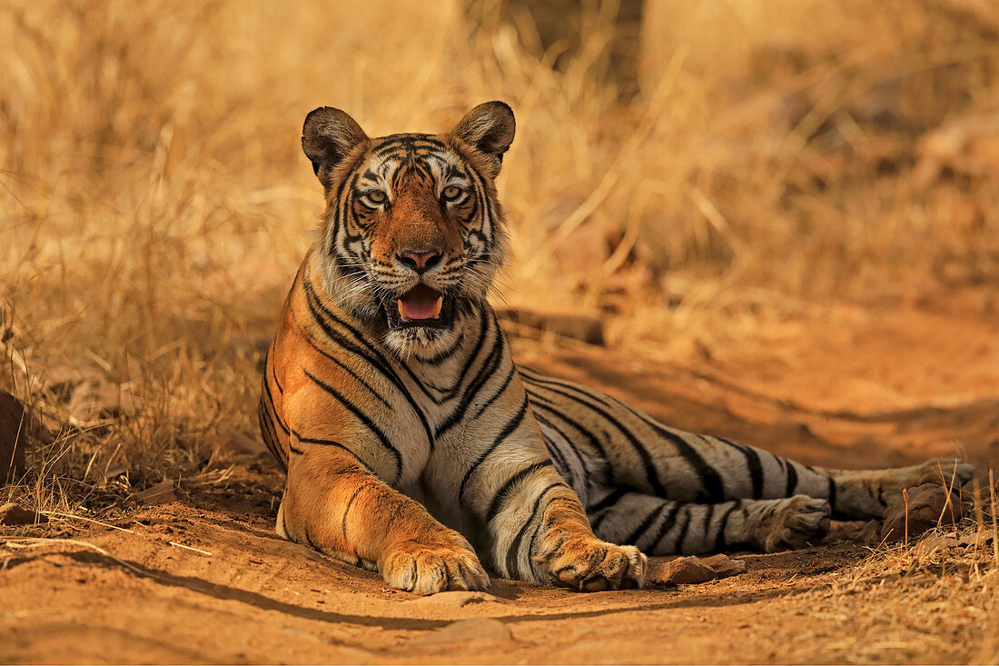 Bengal Tiger (Panthera tigris), beim Ausruhen in Ranthambhore, Indien