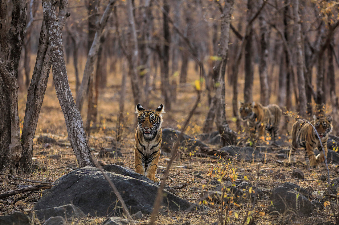 Bengal Tiger (Panthera tigris) cubs in forest, Ranthambhore, India