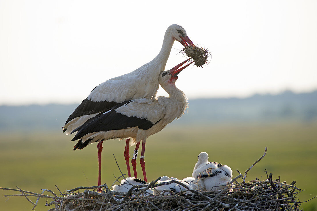 Weißstorch, Paar mit Jungen am Nest (Ciconia ciconia), Frankreich