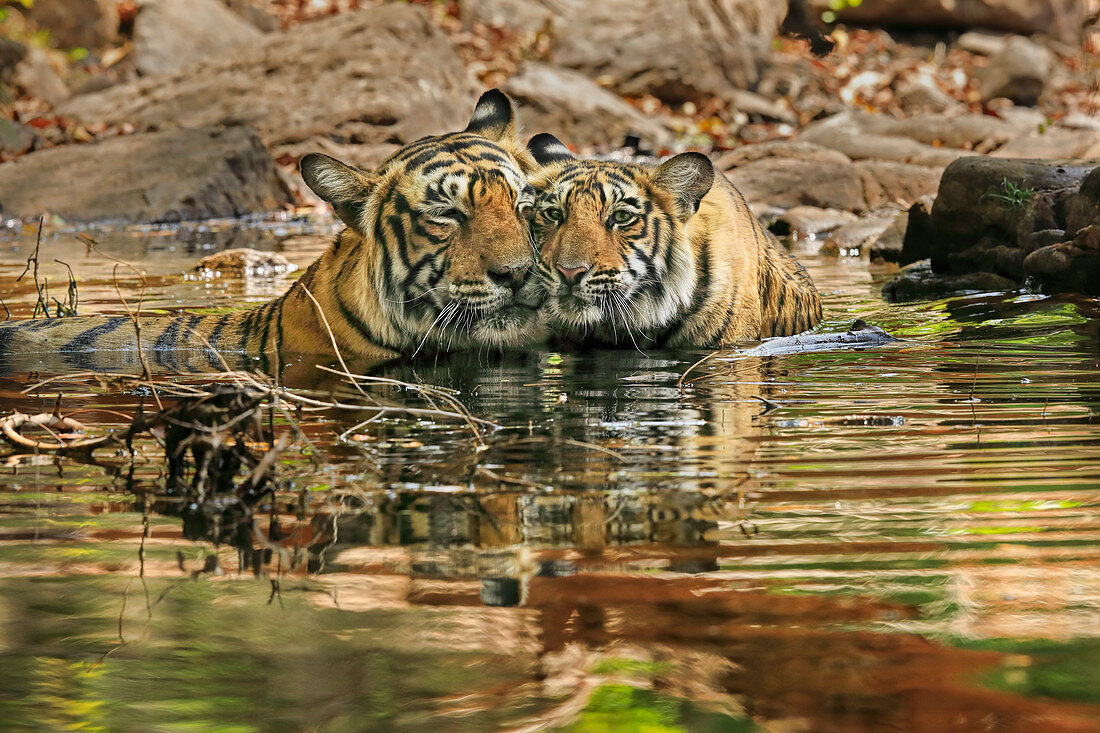 Bengal Tiger\n(Panthera tigris)\nfemale T19 Krishna and family in water\nRanthambhore, India\n