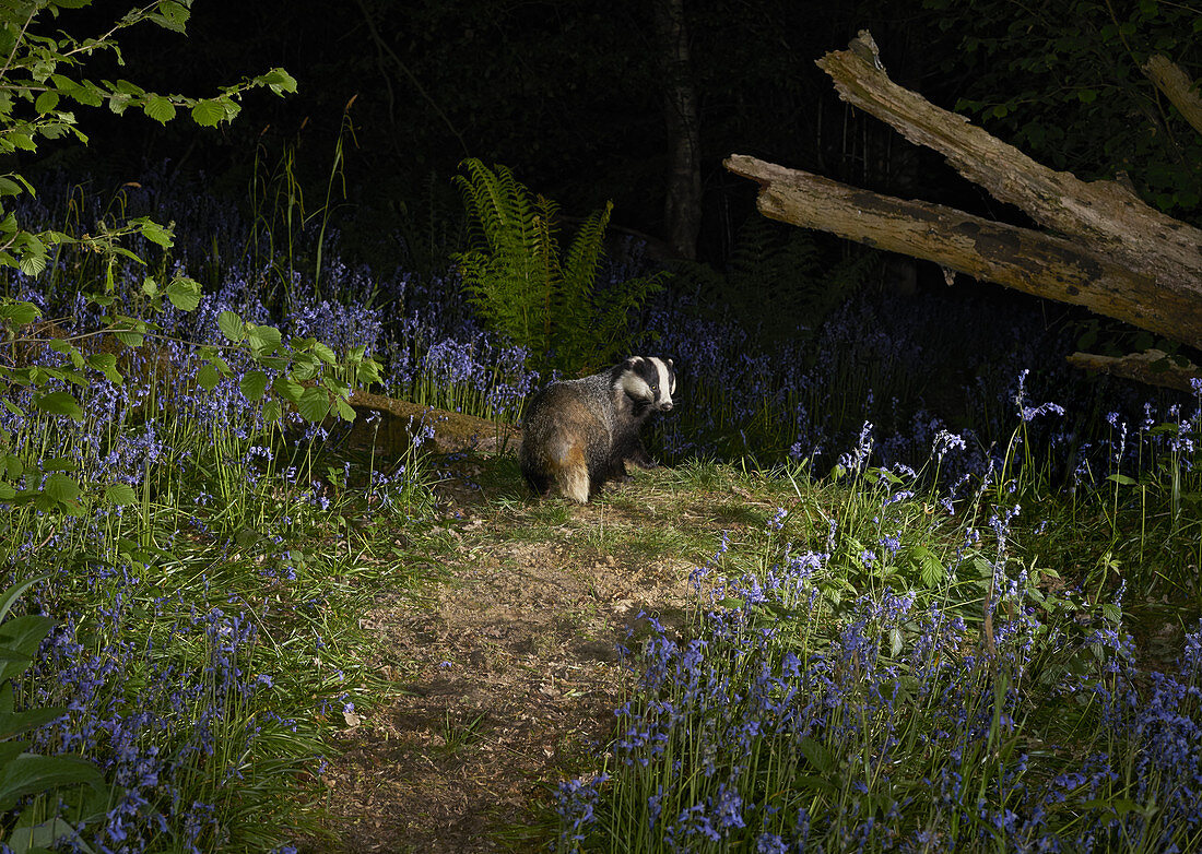 Europäischer Dachs (Meles meles) in altem Waldgebiet, Sussex, UK