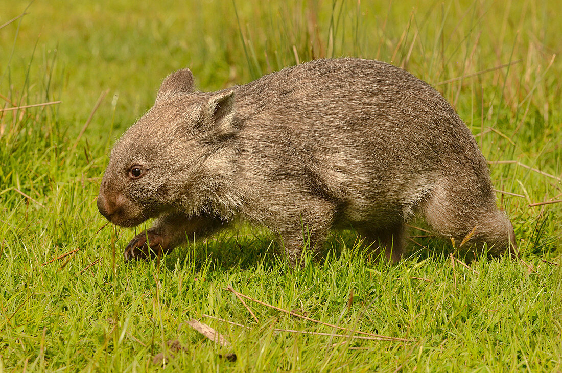 Nacktnasenwombat (Vombatus ursinus), Tasmanien, Australien