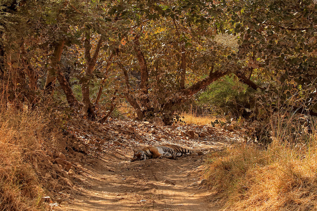 Bengal Tiger (Panthera tigris), schläft in der Hitze, Ranthambhore, Indien