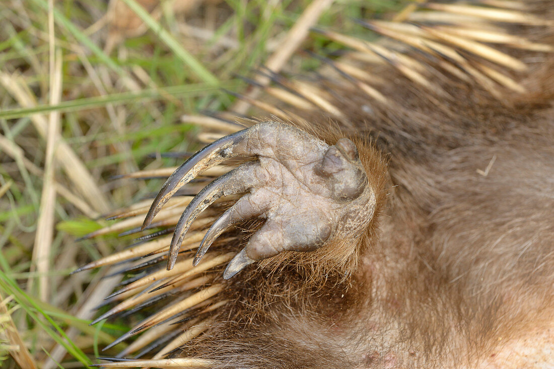 Hinterfuß vom Kurzschnabeligel (Tachyglossus aculeatus), Tasmanien, Australien