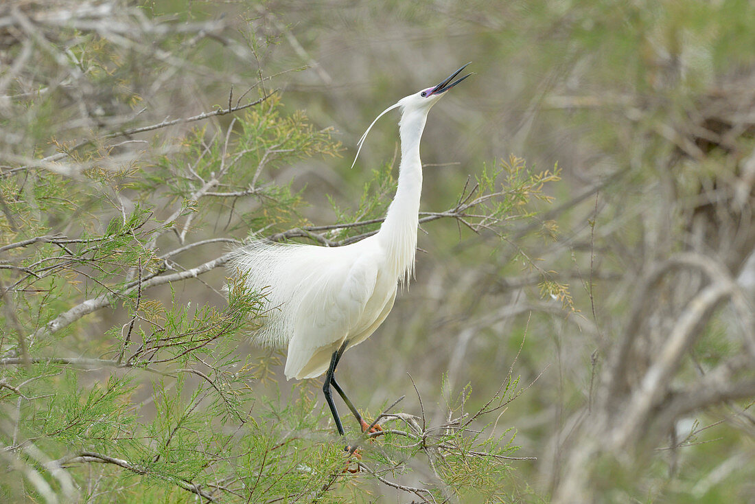 Seidenreiher (Egretta garzetta), Hochzeitsanzeige, Camargue, Frankreich