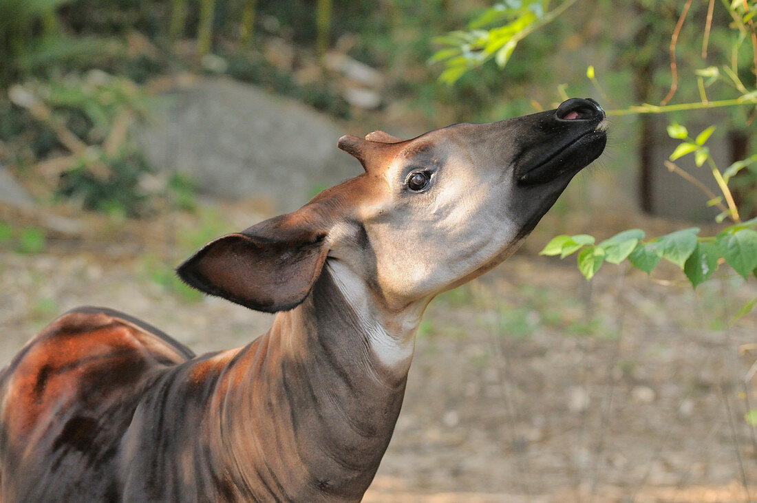 Okapi\nOkapia johnstoni\nEndangered species\nCaptive