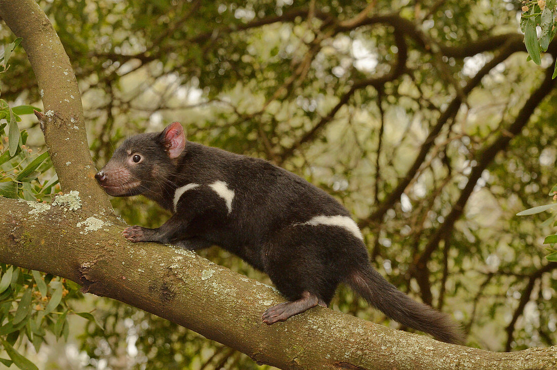 Tasmanian Devil\nSarcophilus harrisii\nYoung devil climbing tree\nPhotographed in Tasmania, Australia