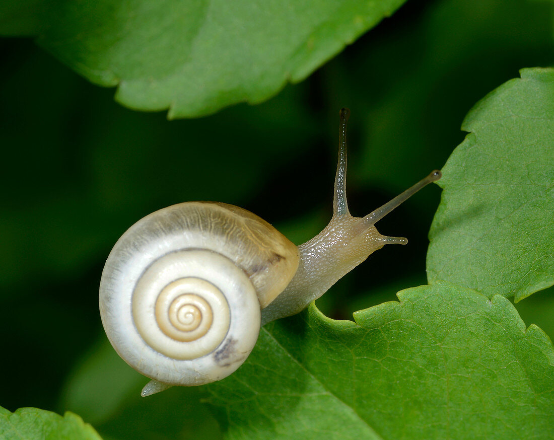 Close-up of a Carthusian snail (Monacha cartusiana) an air-breathing land snail crawling on a leaf in a woodland habitat in Croatia Europe