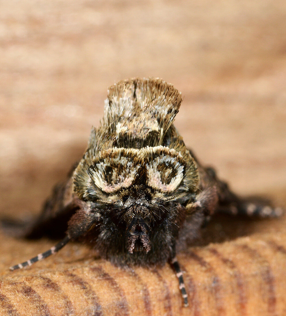 An extreme front view close-up of a Spectacled moth (Abrostola triplasia) showing the curious spectacles markings on the front of the thorax, resting on a wooden panel in a Norfolk garden in summer