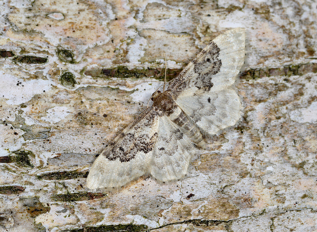 Nahaufnahme des Südlichen Zwergspanners (Idaea rusticata), der getarnt ruht auf einer Birke in einem sommerlichen Garten in Norfolk, Großbritannien