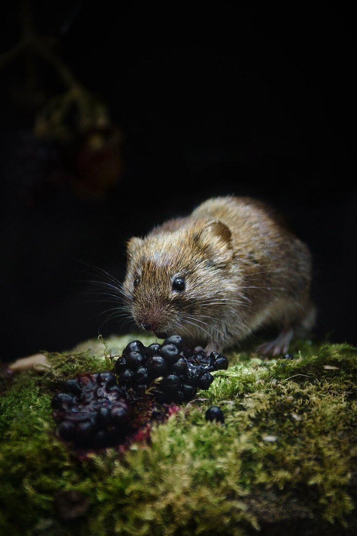 Bank Vole, Myodes glareolus,feeding on blackberries, at the edge of an Oxfordshire woodland, late summer