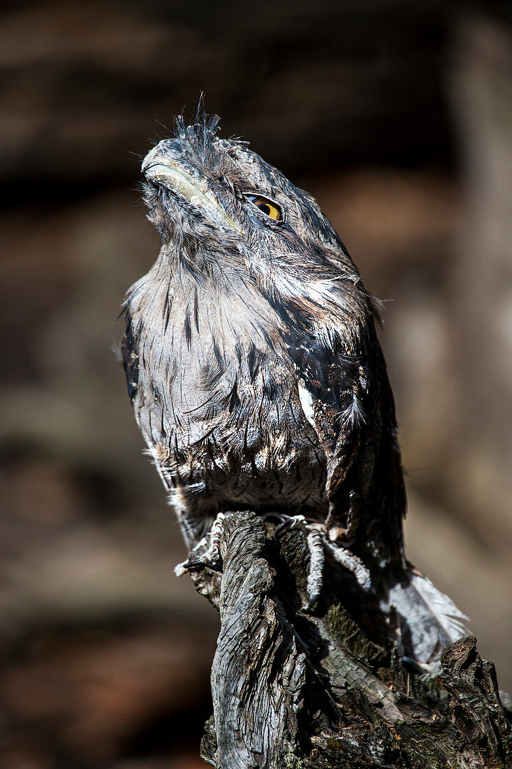 Tawny frogmouth owl (Podargus strigoides)