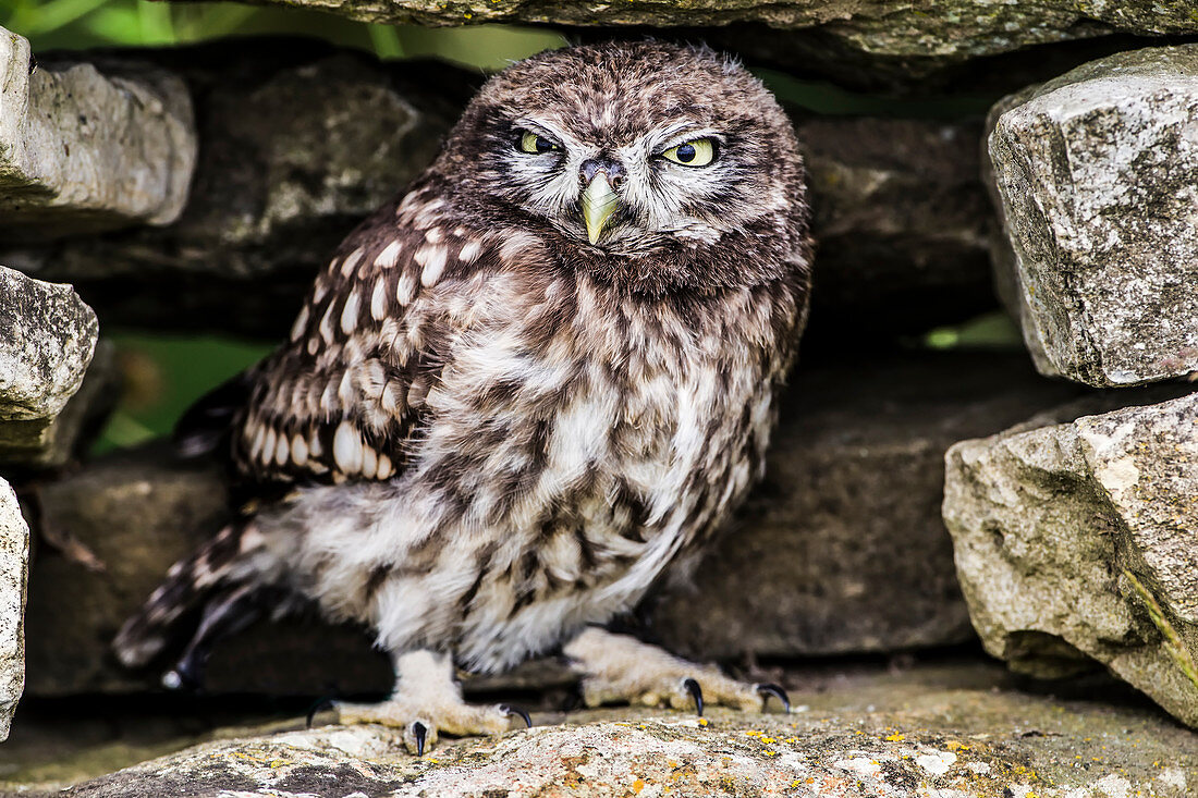 Juvenile Little Owl (Athene noctua)
