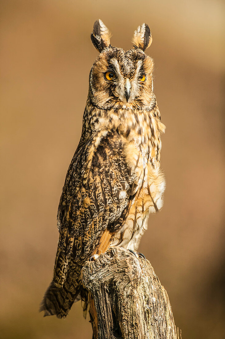 Waldohreule (Asio otus) am Baum