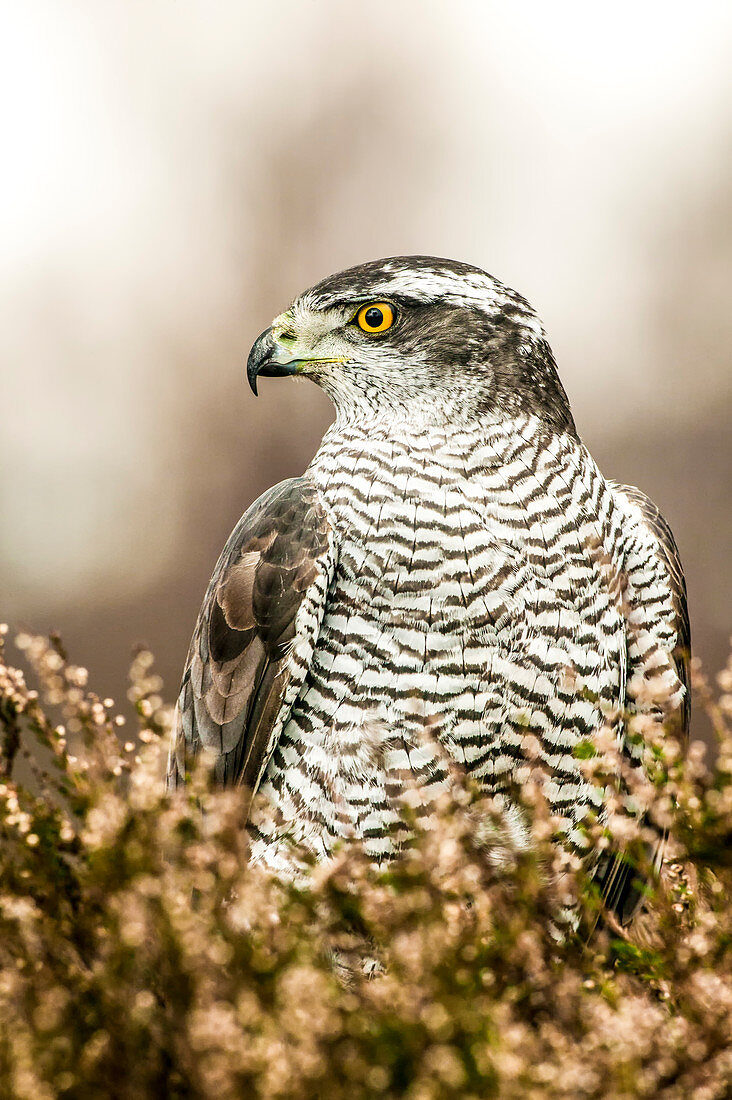 Goshawk (Accipiter gentilis) (Northern) in brackens