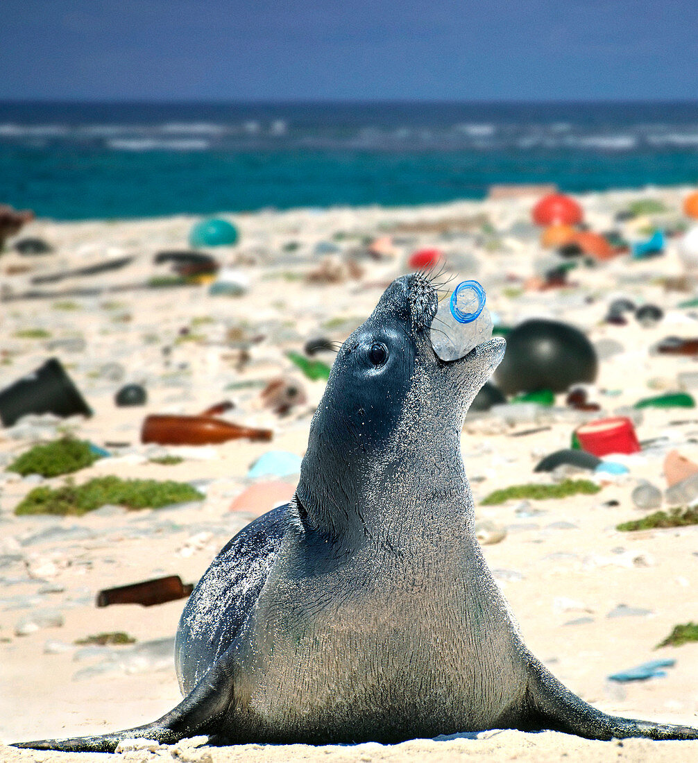 Hawaii-Mönchsrobbe (Neomonachus schauinslandi), spielt mit leerer Plastikflasche an einem Strand, der mit Plastikmüll bedeckt ist