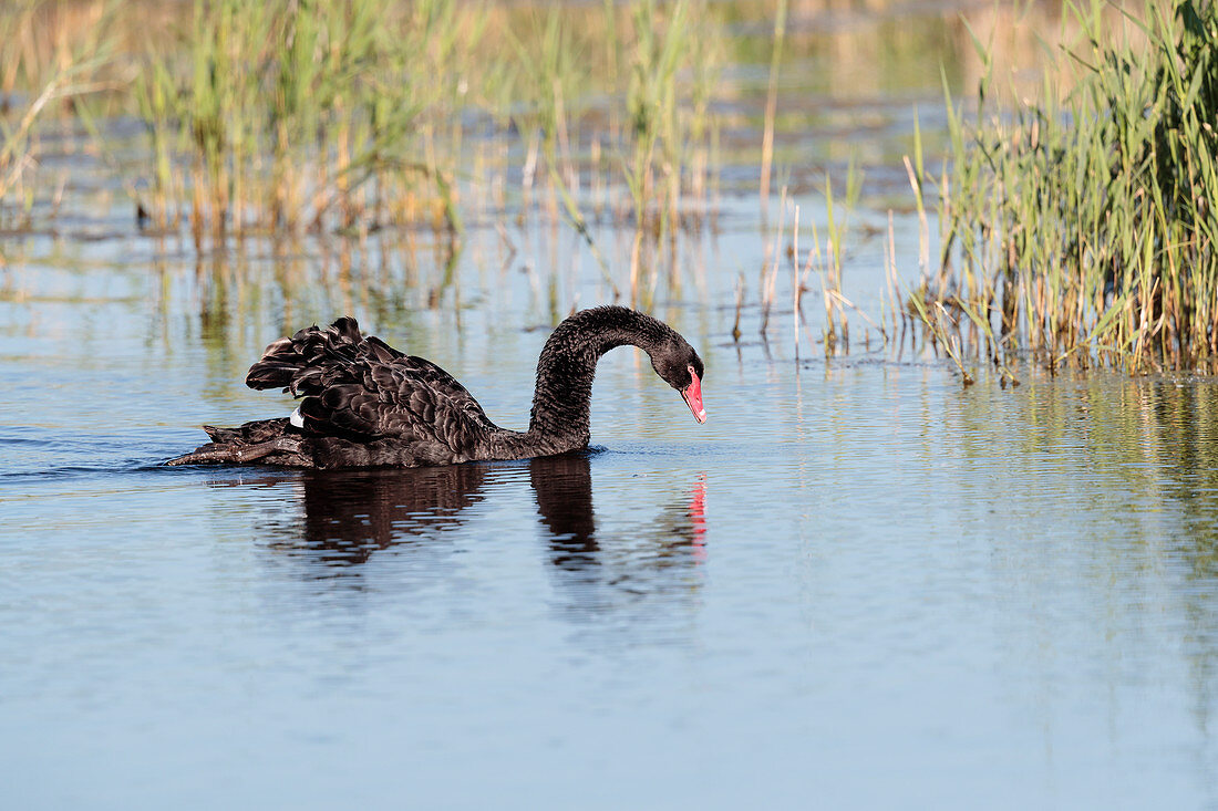 a black swan (Cygnus atratus) feeding on a lake in Norfolk England UK