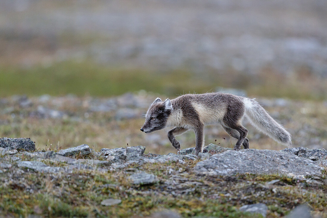 Arctic fox (Vulpes lagopus)