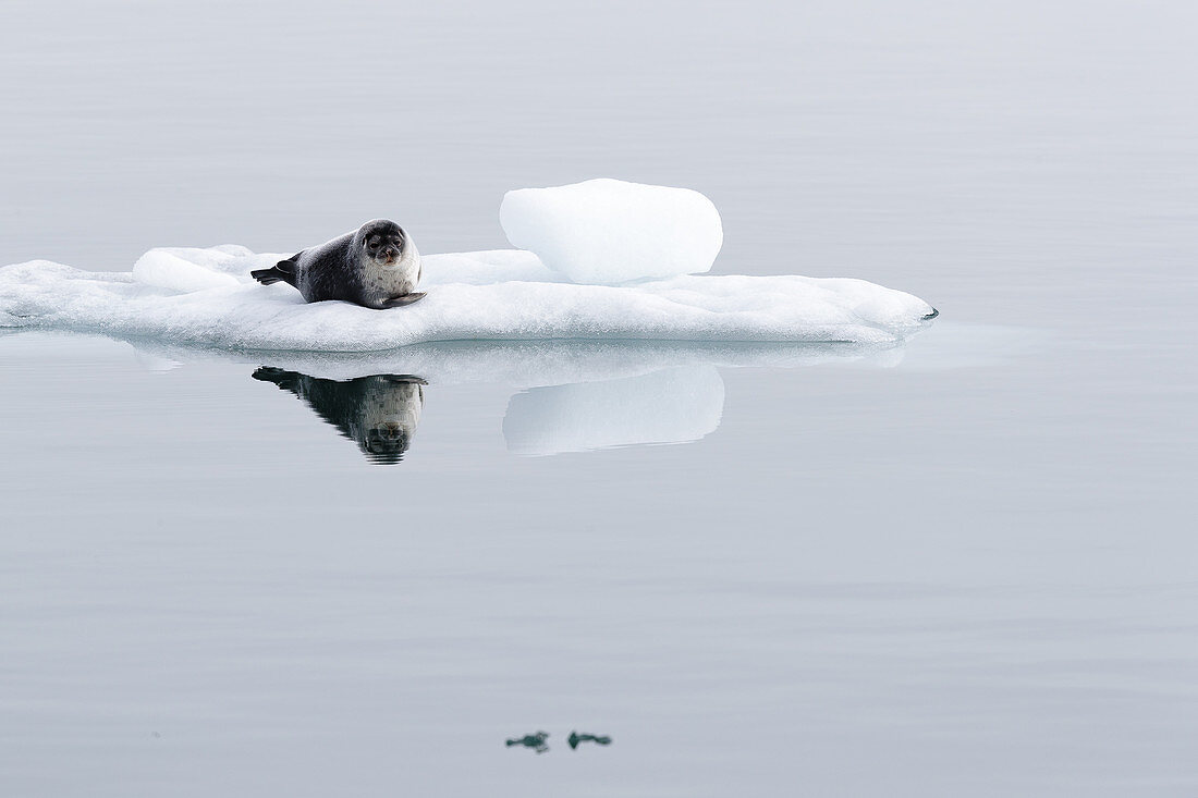 Walrus (Odobenus rosmarus)