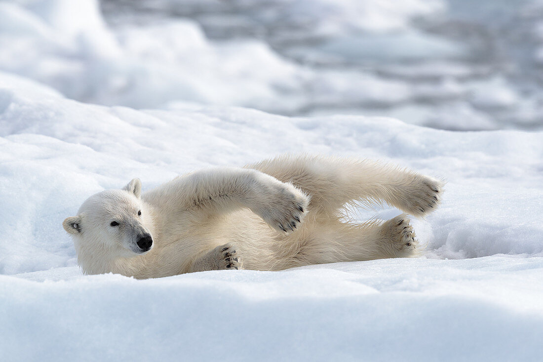 Polar bear (Ursus maritimus)