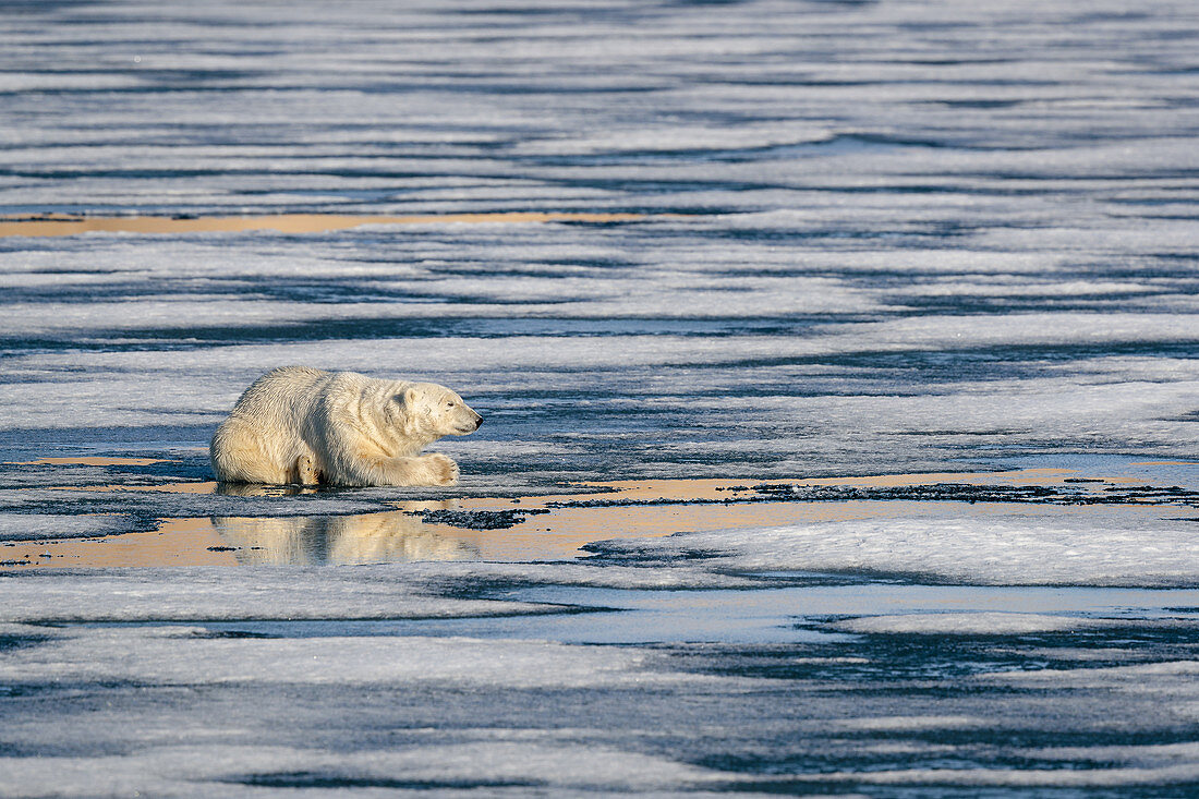 Eisbär (Ursus maritimus)