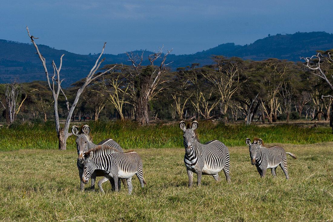 Endangered Grevy s zebras (Equus grevyi) at the Lewa Wildlife Conservancy in Kenya.