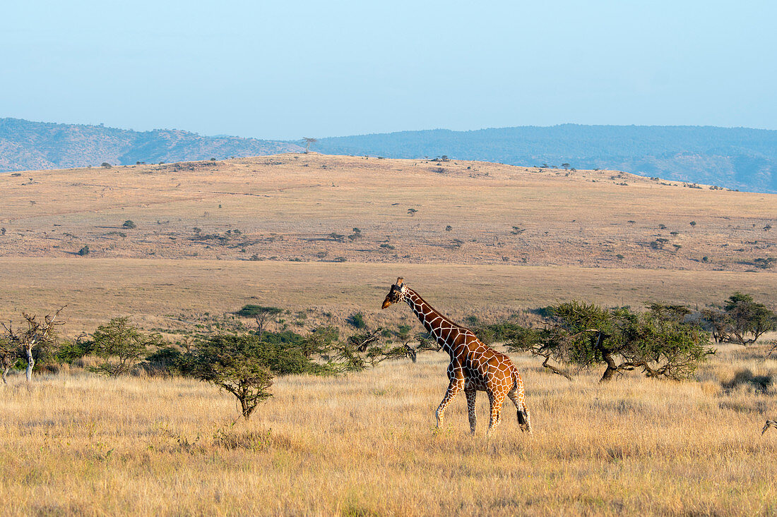 Eine Netzgiraffe (Giraffa reticulata) im Lewa Wildlife Conservancy, Kenia