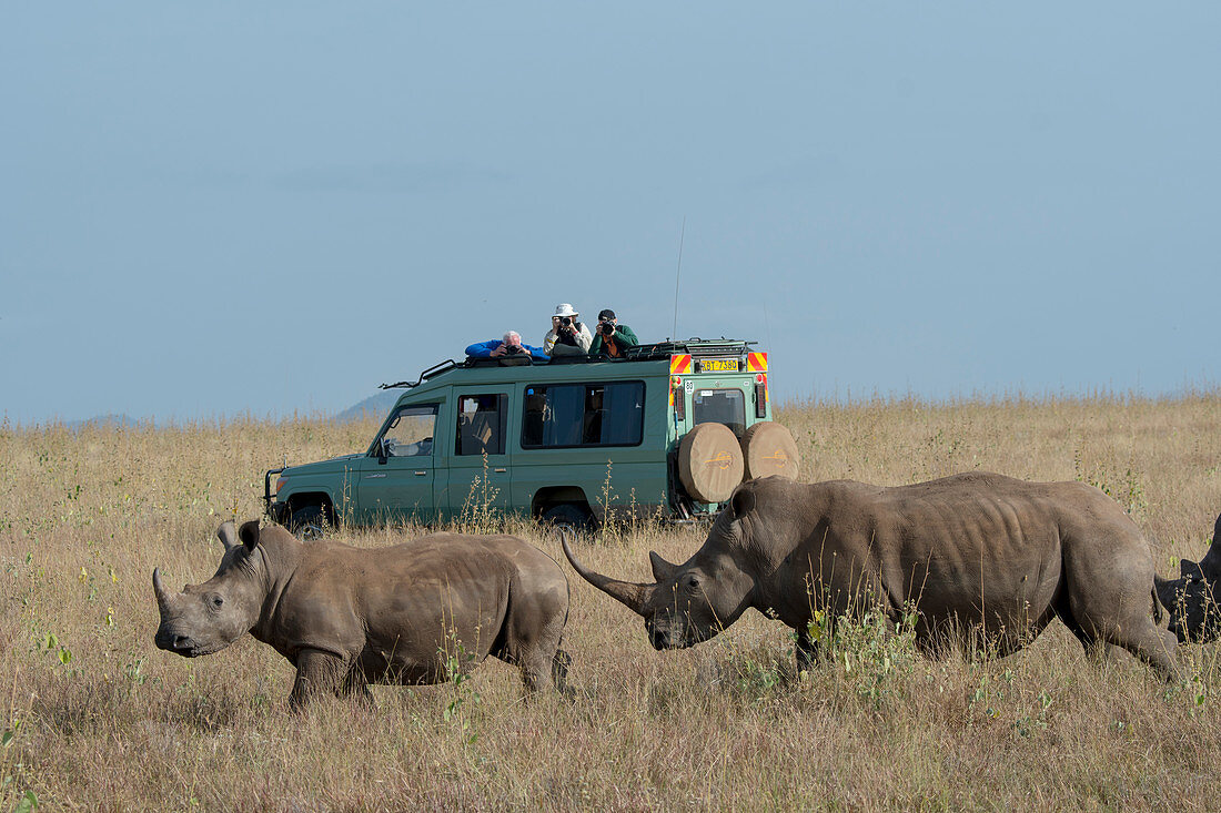 Tourists in safari vehicles watching the endangered white rhinoceros or square-lipped rhinoceros (Ceratotherium simum) at the Lewa Wildlife Conservancy in Kenya.