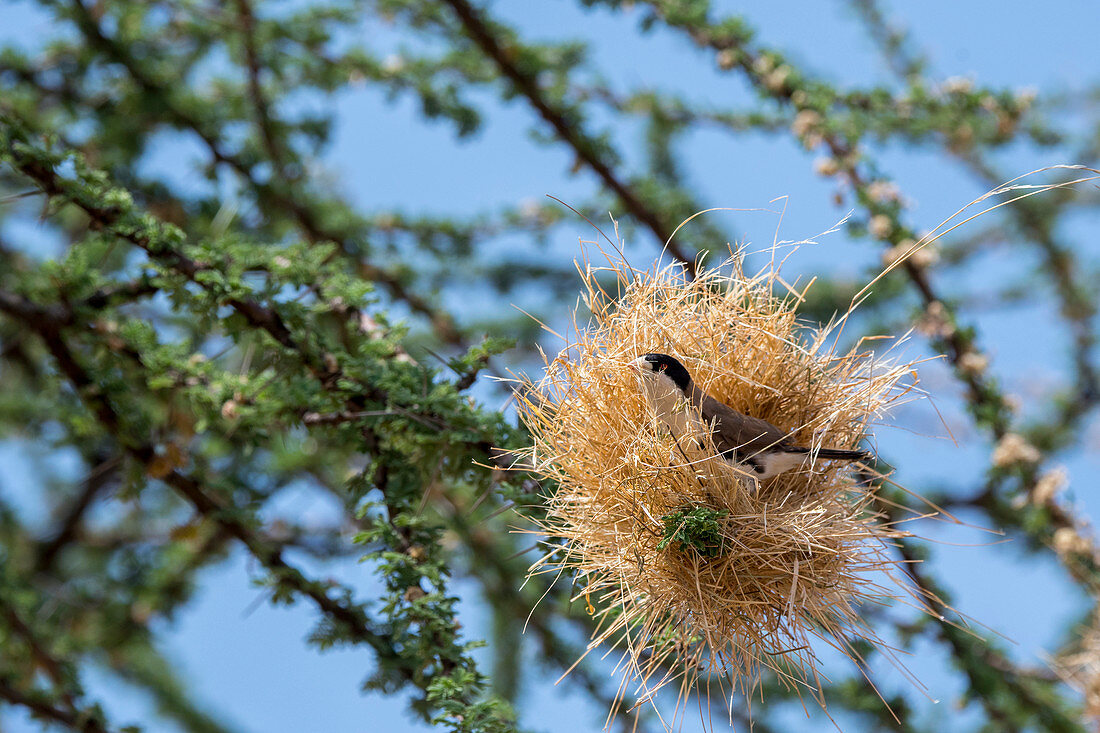 Ein Schwarzkopfspätzling (Pseudonigrita cabanisi) webt ein Nest mit trockenem Gras in einem Baum, Samburu-Nationalreservat, Kenia