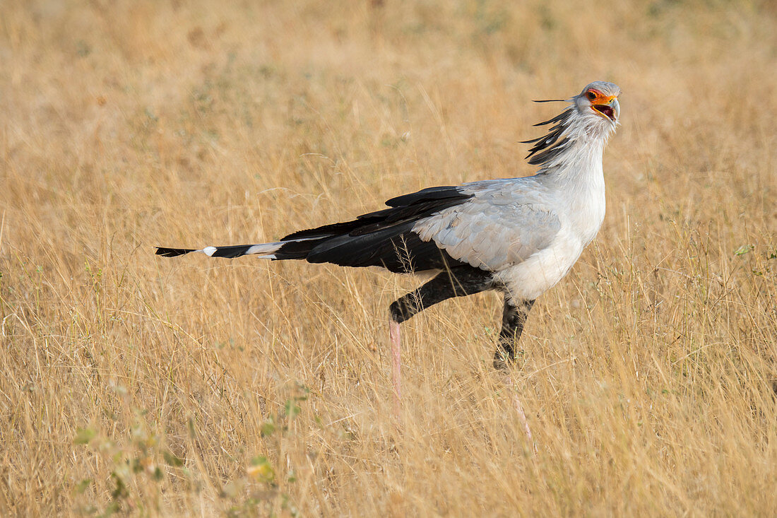 Ein Sekretär-Vogel (Sagittarius serpentarius) sucht im Grasland der Trockensavanne des Samburu-Nationalreservat, Kenia, nach Nahrung