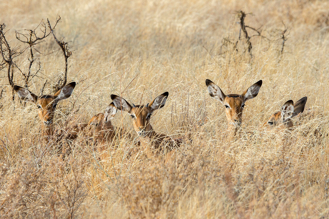 Juvenile Impalas (Aepyceros melampus) laying in the high grass in Samburu National Reserve in Kenya.