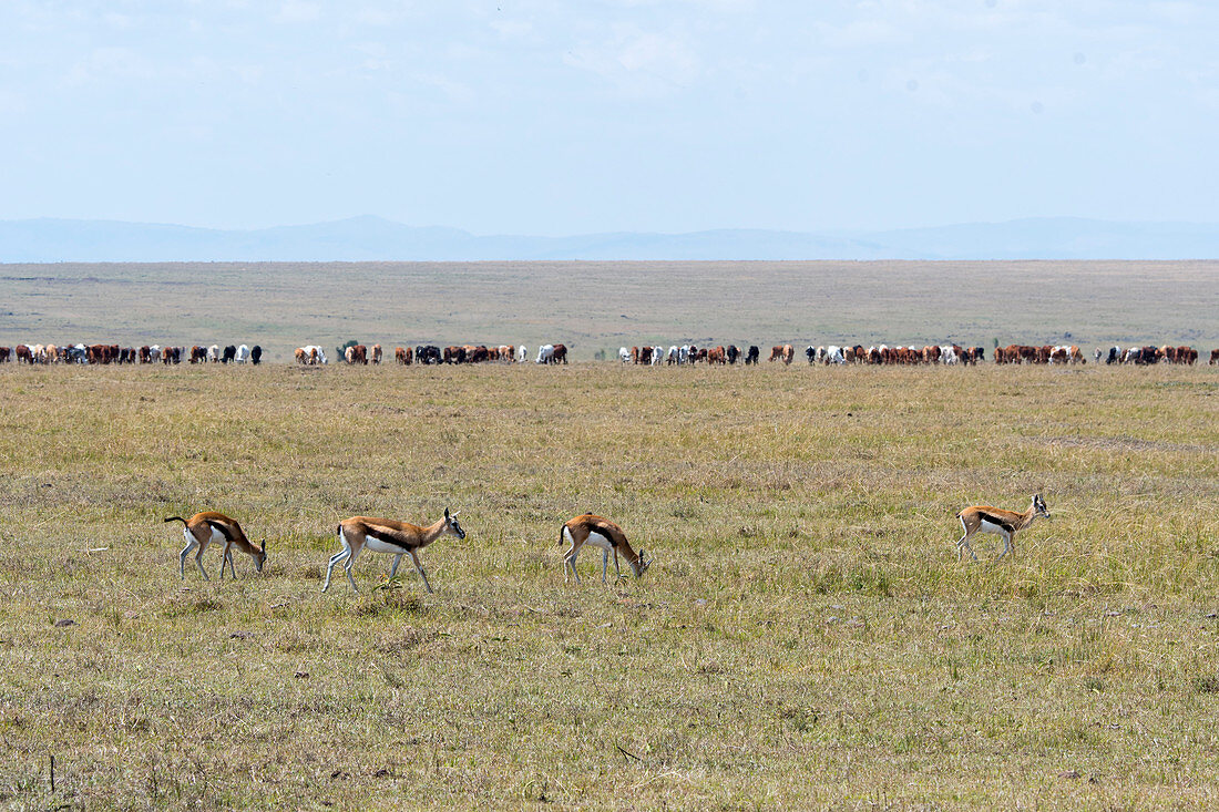 Thomson-Gazellen (Eudorcas thomsonii) weiden auf dem überweideten Grasland, Naturschutzgebiet Masai Mara, Kenia, Maasai-Rindern im Hintergrund
