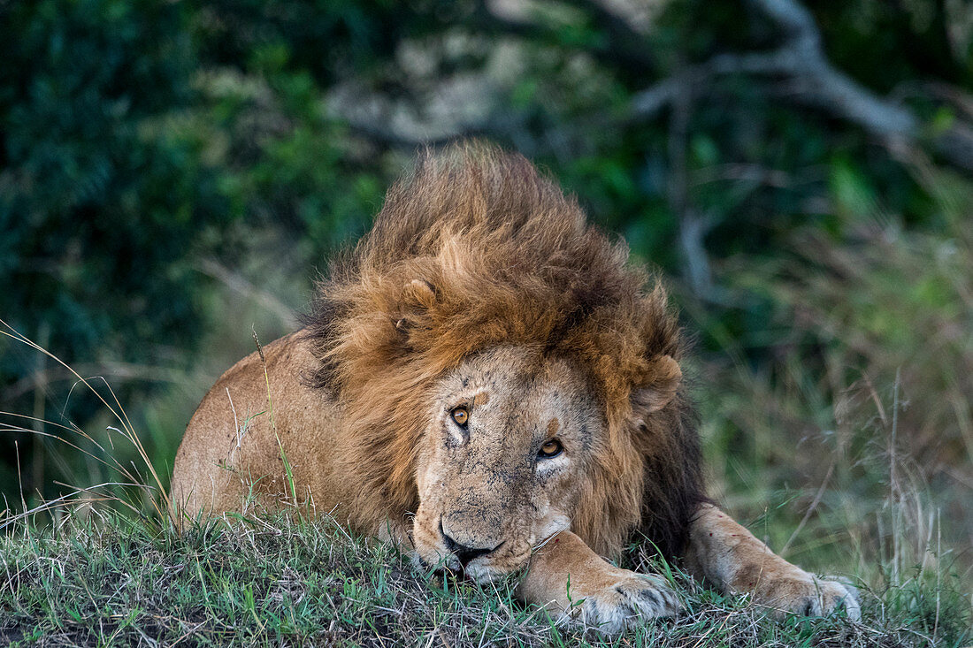 A male lion (Panthera leo) is resting in the Masai Mara National Reserve in Kenya.