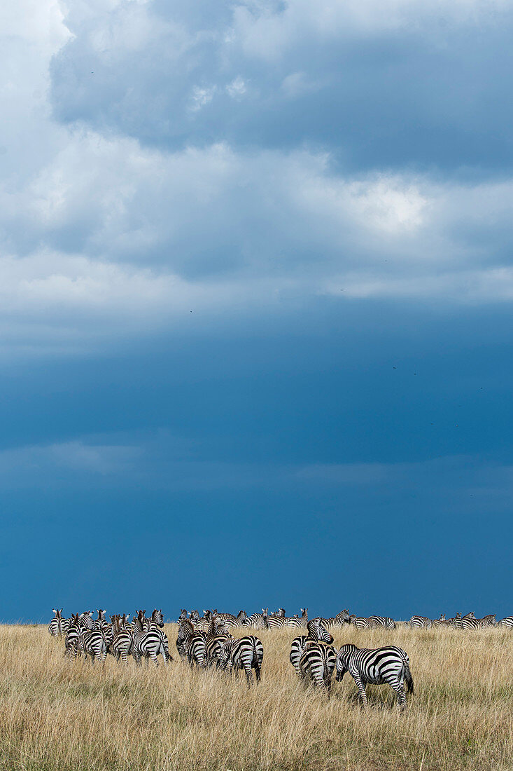 Plains zebras (Equus quagga, formerly Equus burchellii) also known as the common zebra or Burchell's zebra walking through the grassland under dark rain clouds in the Masai Mara National Reserve in Kenya during their annual migration.