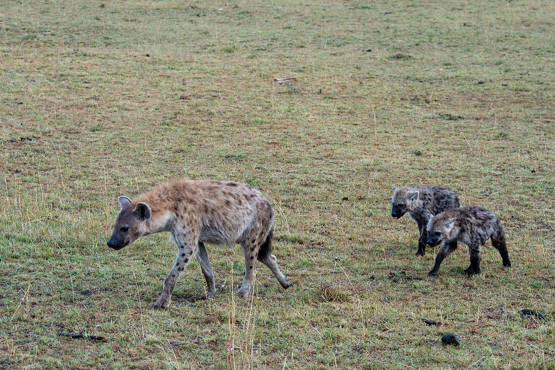 Spotted hyenas (Crocuta crocuta) with babies in the grassland of the Masai Mara National Reserve in Kenya.