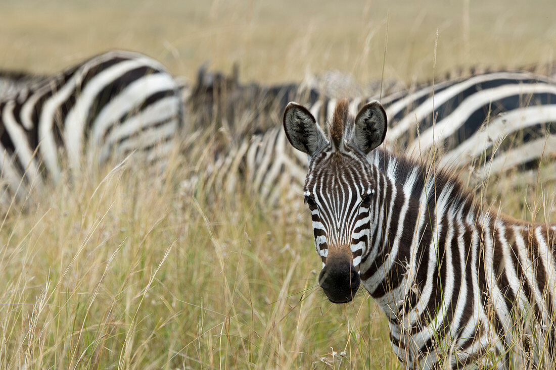 Close-up of a Plains zebra (Equus quagga, formerly Equus burchellii) also known as the common zebra or Burchell's zebra in the Masai Mara National Reserve in Kenya.