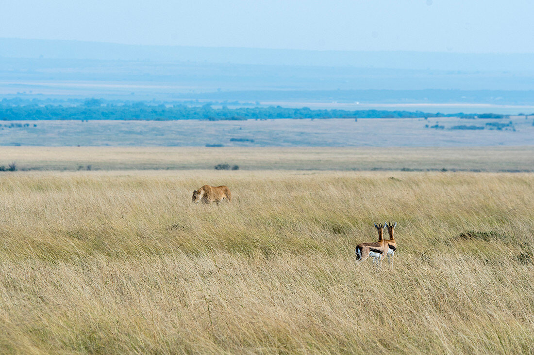 Eine Löwin (Panthera leo) wandert durch das Grasland des Naturschutgebietes Masai Mara in Kenia und wird von Thomson-Gazellen (Eudorcas thomsonii) genau beobachtet